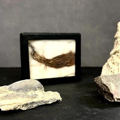 Specimen Of Mastodon Or Mammoth Hair In A Riker Mount With Various Fossils