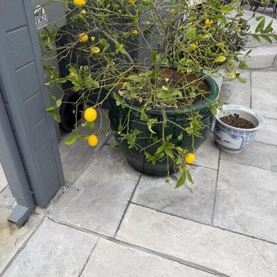 Sale Photo Thumbnail #161: LEMON TREE