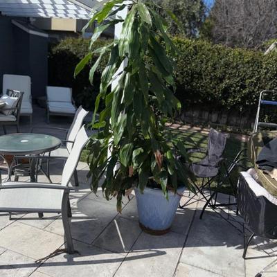 Sale Photo Thumbnail #138: LARGE POTTED PLANT