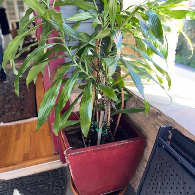 Sale Photo Thumbnail #159: LARGE POTTED PLANT