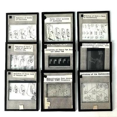 Vintage Lantern Slides (9) Showing Evolutionary Process