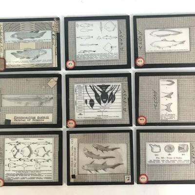 Vintage Lantern Slides (9) of Fishes