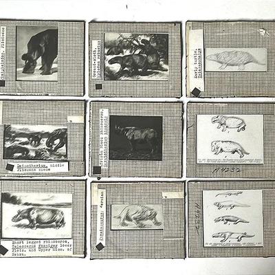 Vintage Lantern Slides (9) of Permian and Pleistocene Creatures