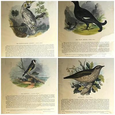 1840s-1860s Natural History Chromolithographic Plates from Truscott and Clay