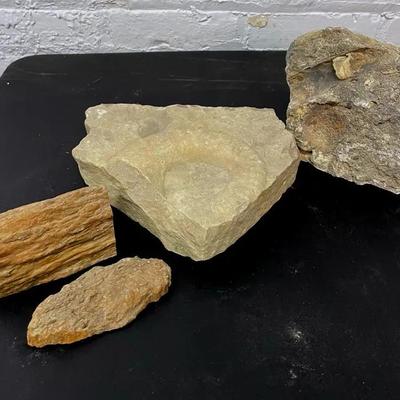 Large Fossils With Petrified Wood