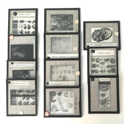 Vintage Lantern Slides (12) of Mesozoic Corals, Ammonites