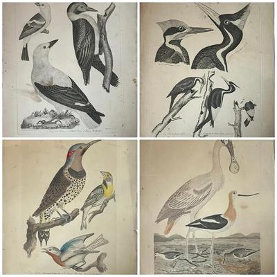1829 Hand Colored Engraved Plates from American Ornithology by Alexander Wilson 