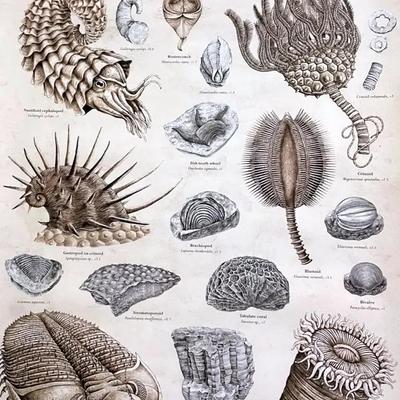 Two Posters, Fossils And A National Geographic Poster 