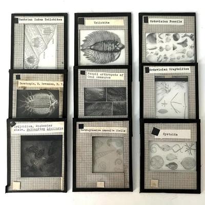Vintage Lantern Slides (9) of Cambrian and Ordovician Fossils with Trilobites