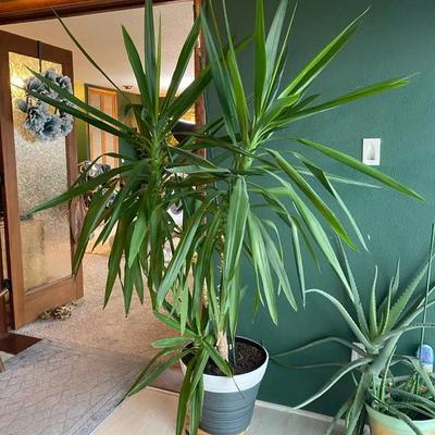 Yucca Plant- 6 + Feet Tall 