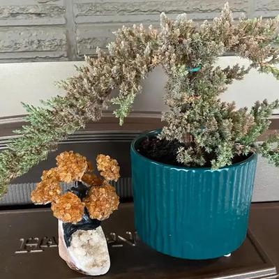 Sculptural Bonsai Tree 