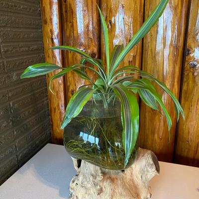 Dracaena Lemon Lime Houseplant