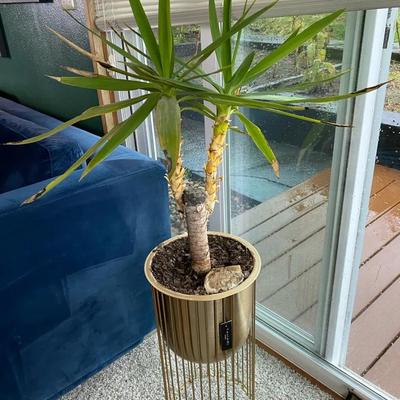 Tahari Planter w/Live Plant 