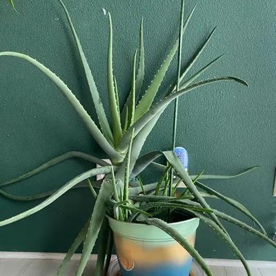 Aloe Plant 