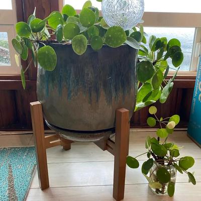 Chinese Money Plant-Live 