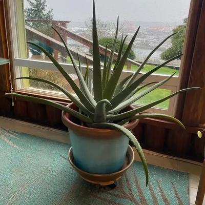 Aloe - 3++ Feet Tall 