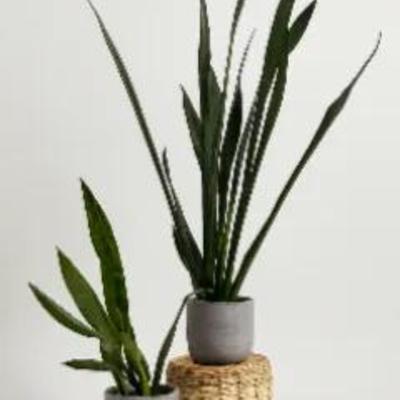 4 Feet Tall Snake Plant 