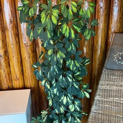 Schefflera, variegated 6++ feet Tall 