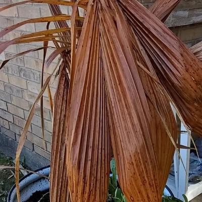 Extra Large And Heavy Pot With Plant 