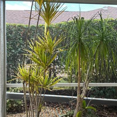 Plants - Ponytail Palm, Dracaena Marginata + Orchids 