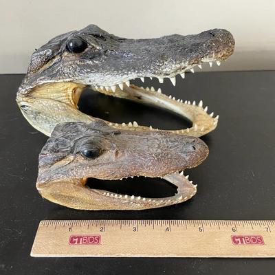 Taxidermy Alligator Heads