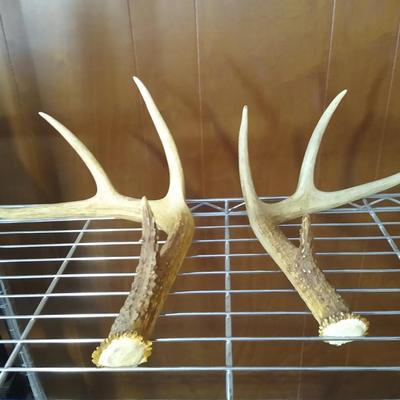 Pair of antlers