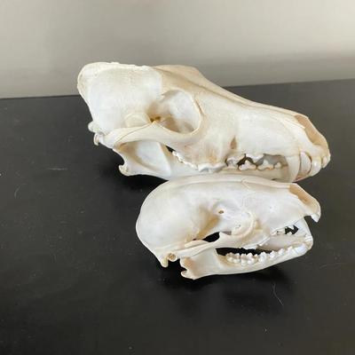 Two Small Animal Skulls
