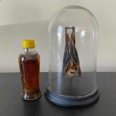 Preserved Bat And Cobra Snake