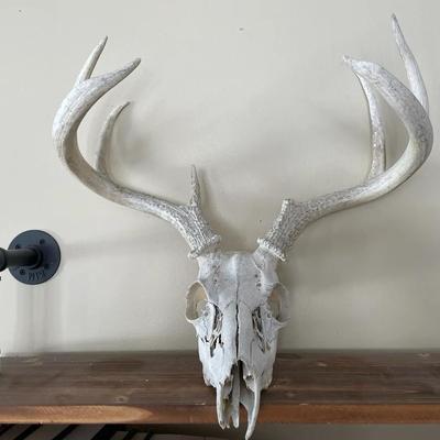 Deer Skull With Antlers 