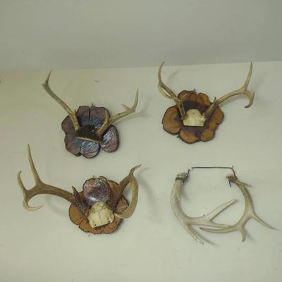 A Collection Of Antlers