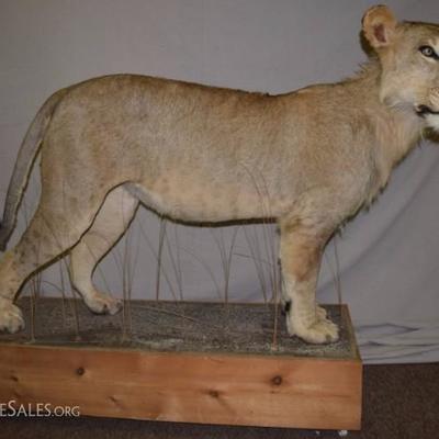 Full mount taxidermy lion