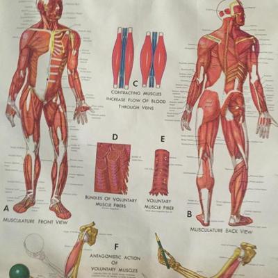 Vintage Denoyer-Geppert Physiology Poster